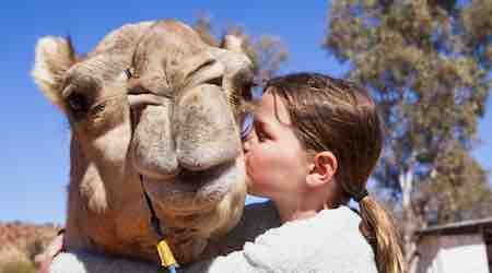 Pyndan Camel Rides